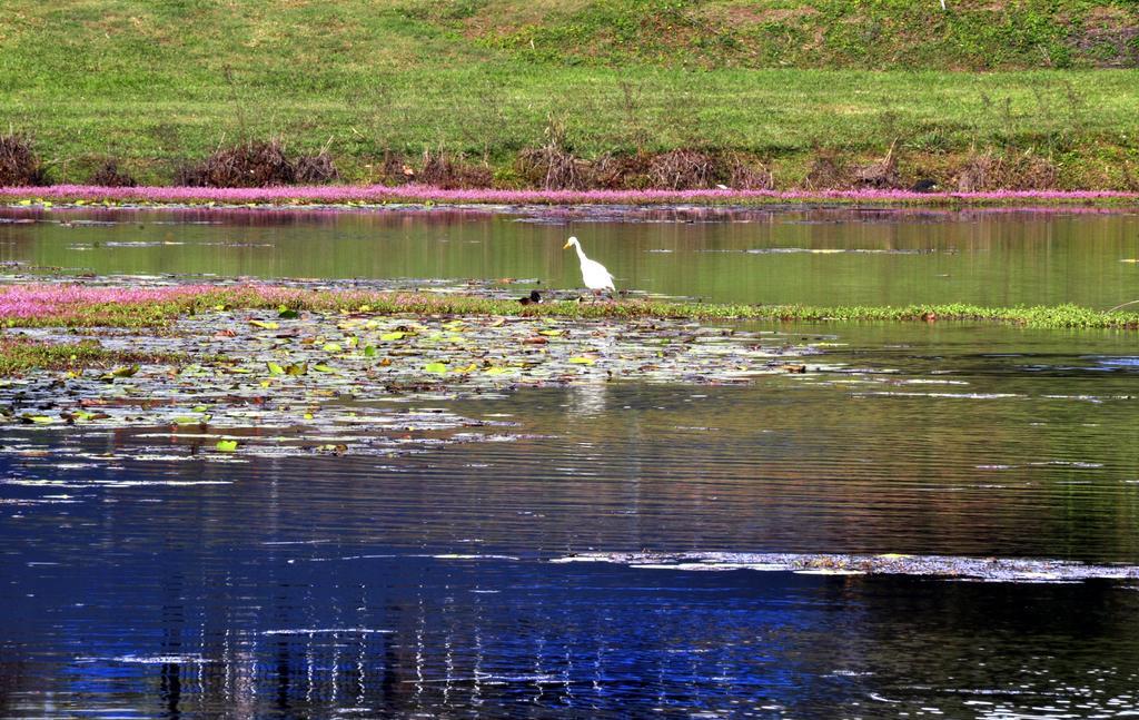 Mccarthy Lake House Maleny Dış mekan fotoğraf